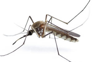 蚊�防治方案